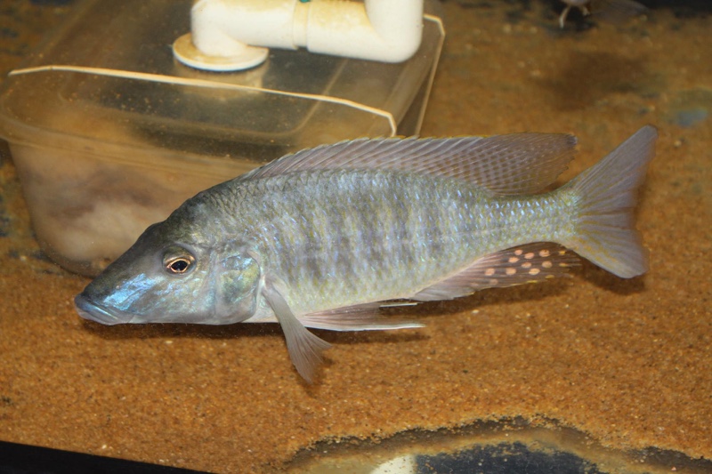 Taeniolethrinops praeorbitalis